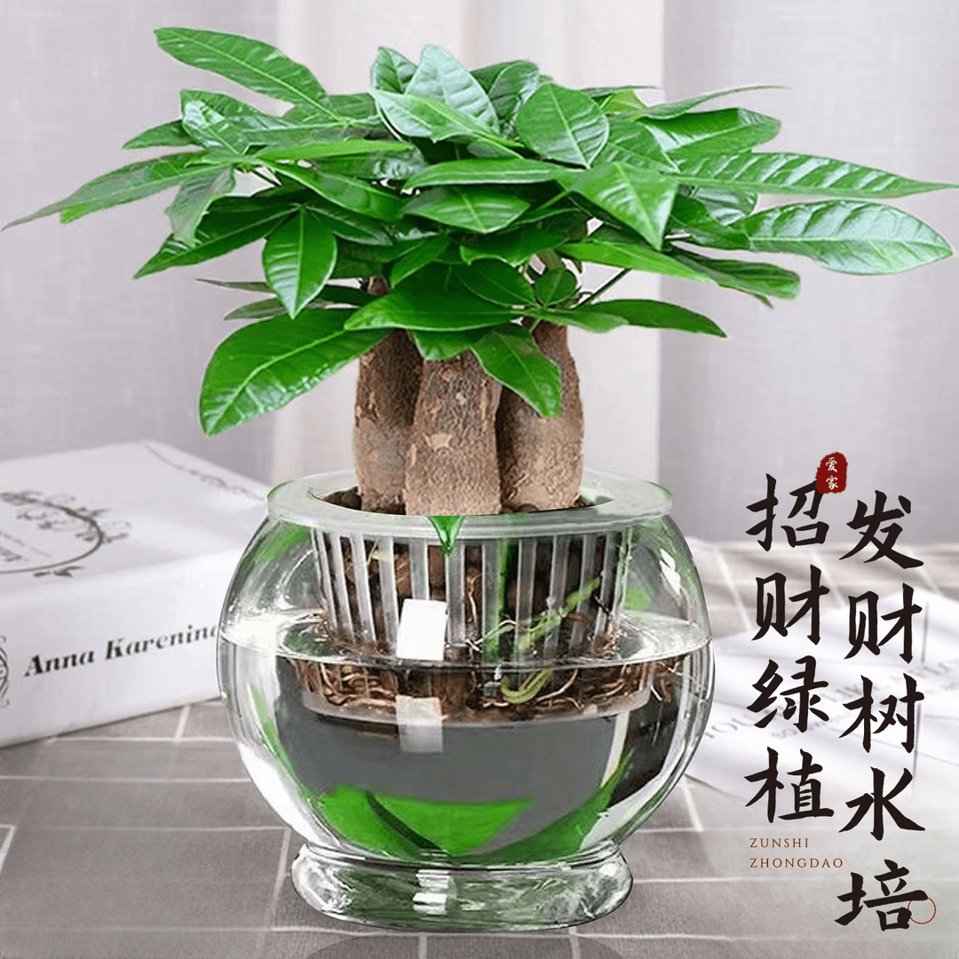 发财树盆栽大棵室内客厅桌面绿植装饰品水培三杆招财树办公室好养
