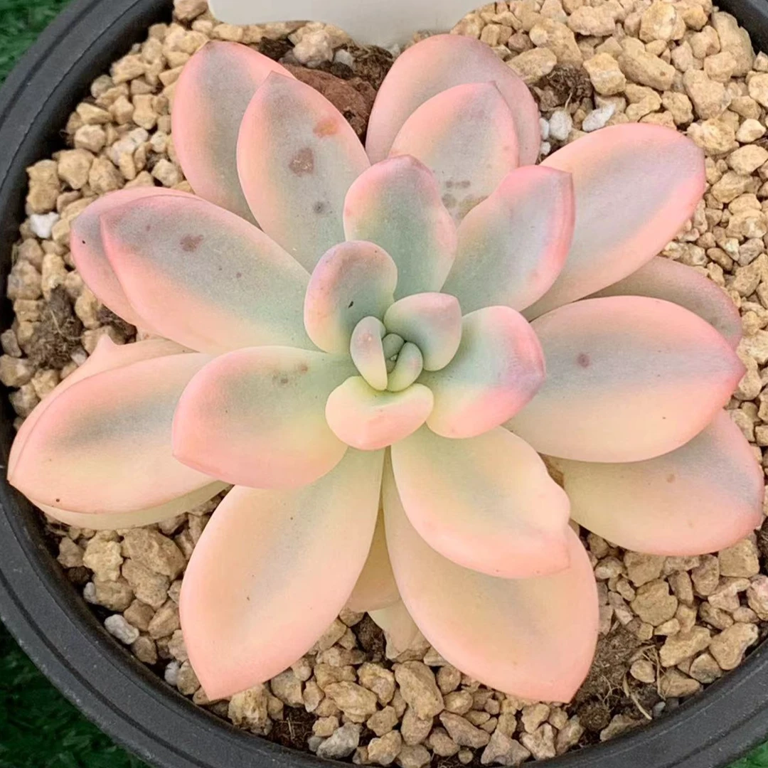 橙梦露大锦边覆轮锦多肉植物 一物一拍所见所得