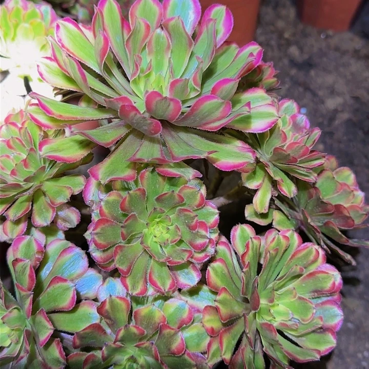 黄花梨老桩特价福利