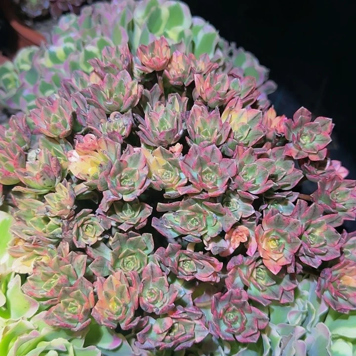 甜茶锦老桩捧花福利