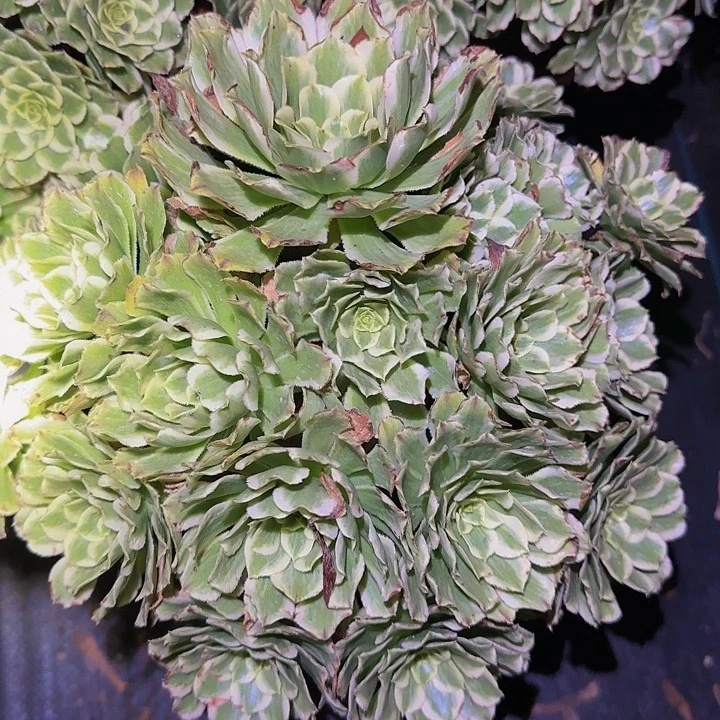 碧浪精品老桩福利38.8