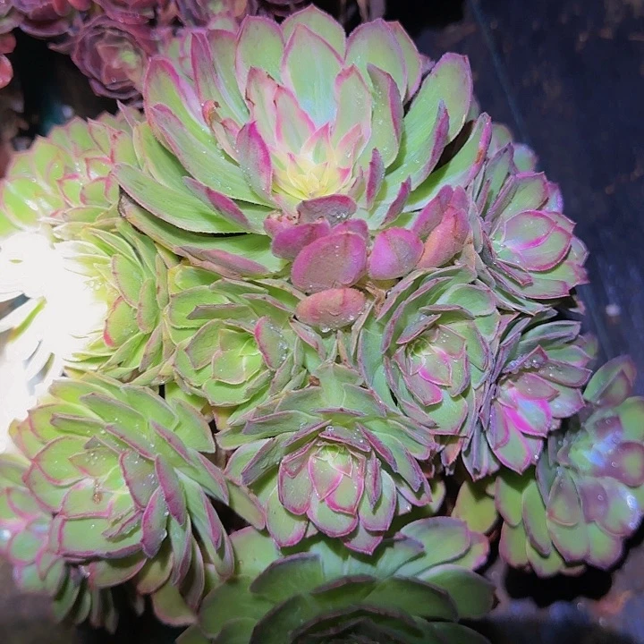 莲花座精品老桩捧花福利(带锦)