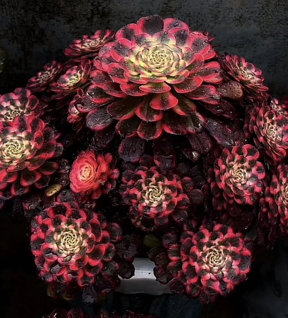 黑金刚老桩捧花特价福利