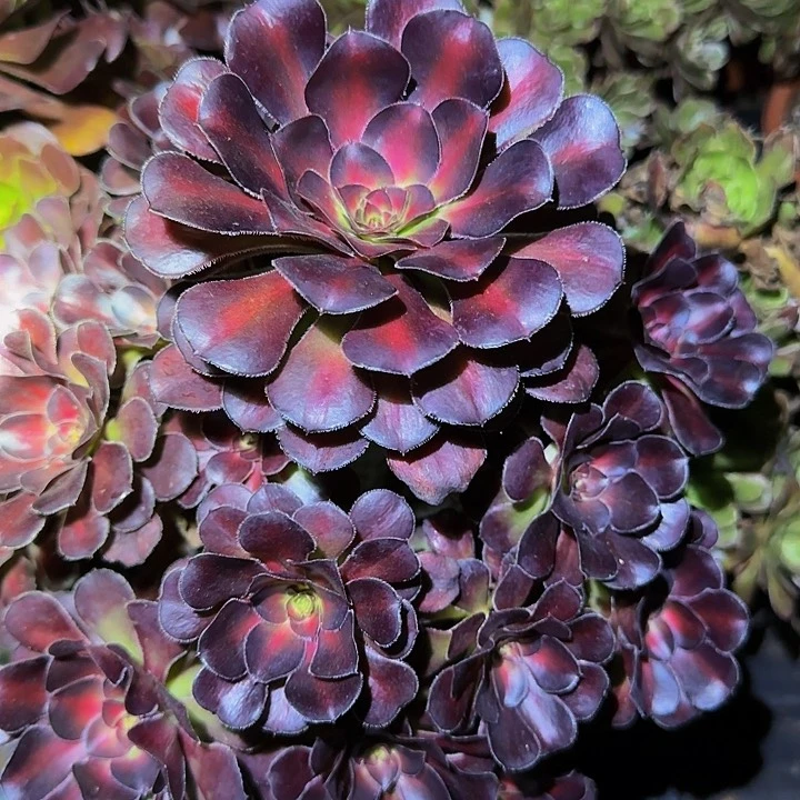 精品晚霞老桩特价福利