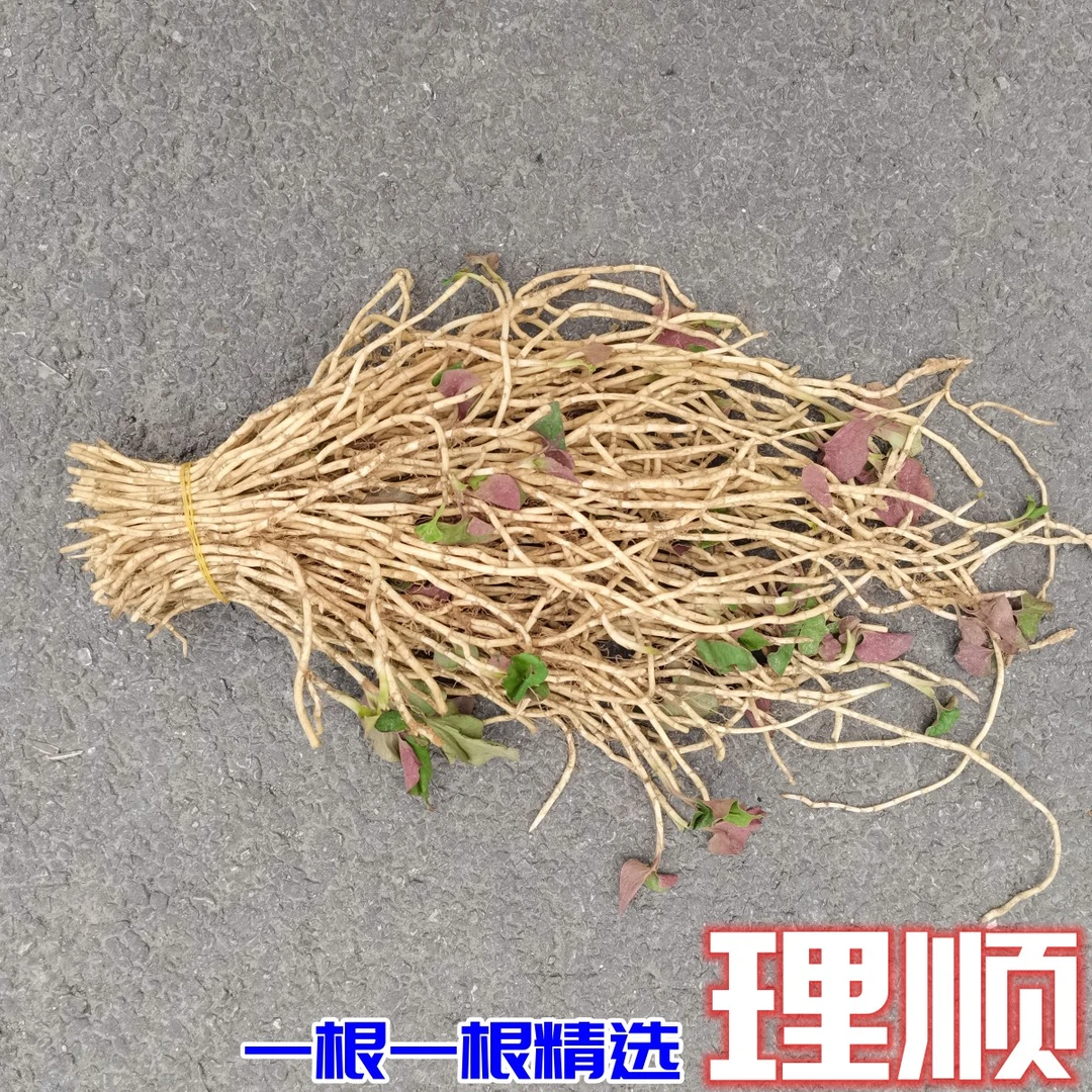 正宗理顺鱼腥草现挖折耳根贵州新鲜节节根不洗凉拌产地直销蔬菜