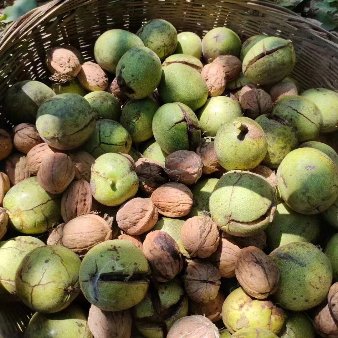 新货湖北神农架老品种薄壳核桃 十堰特产零食坚果核桃果肉香浓