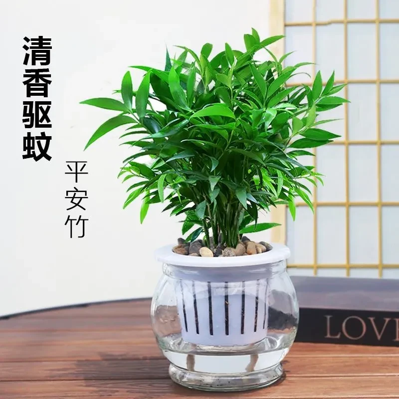 驱蚊竹柏水培植物室内水养绿植花卉盆栽办公室桌面四季常青草好养