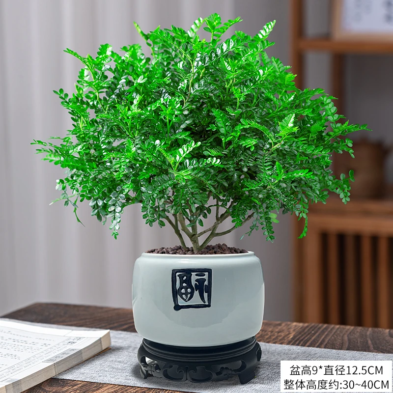 正宗清香木胡椒木盆栽驱蚊驱虫四季常青室内植物净化空气的吸甲醛