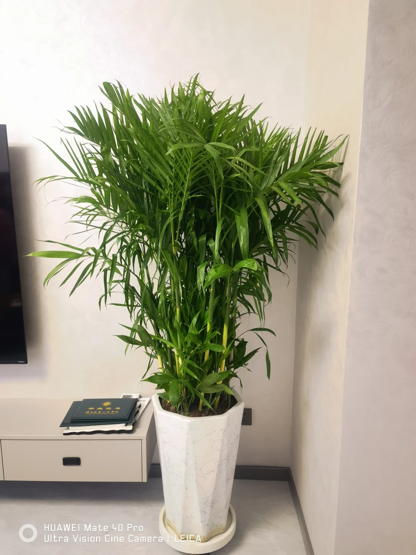 盆栽精品绿植富贵竹