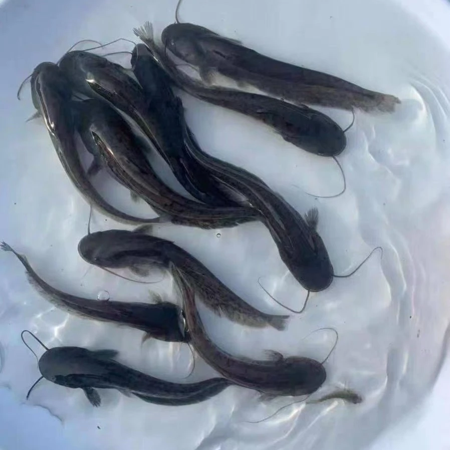 活体鱼苗大口鲶鱼南方大口鲶鲜活鱼苗批发渠道冷水鱼养殖