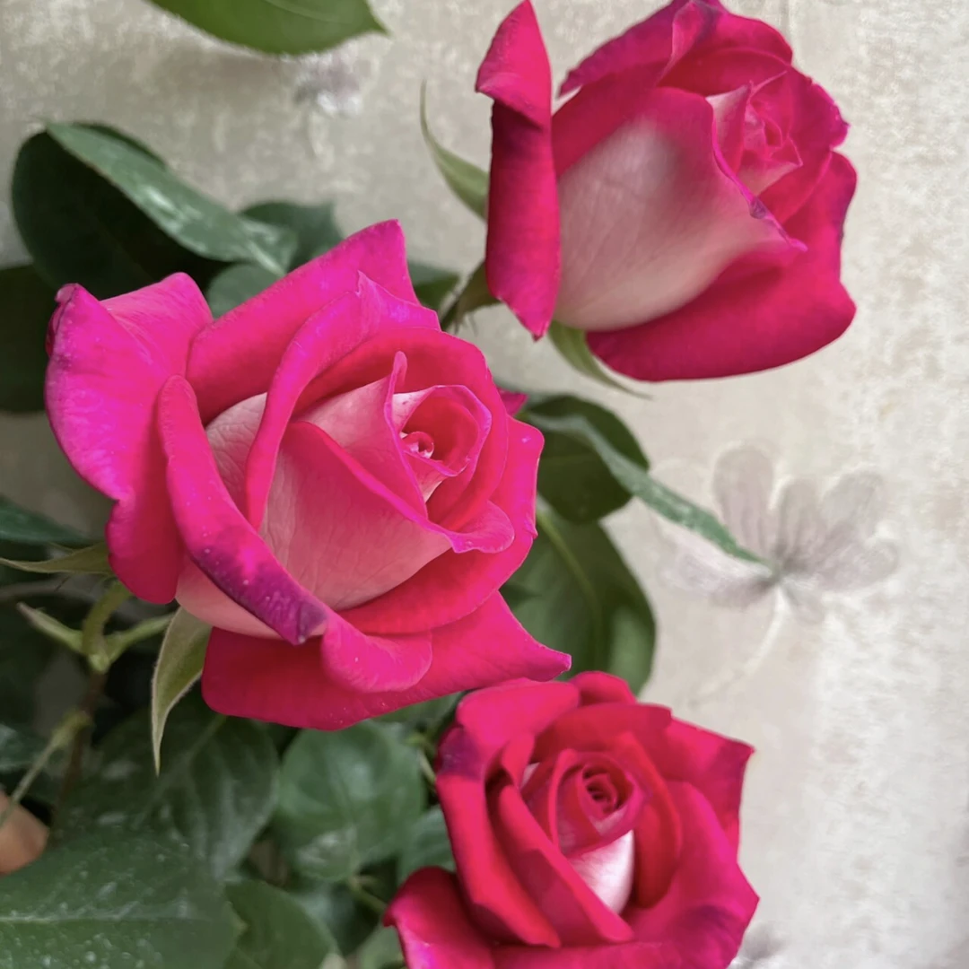 莫妮卡贝鲁奇复色浓香大切花玫瑰扦插苗