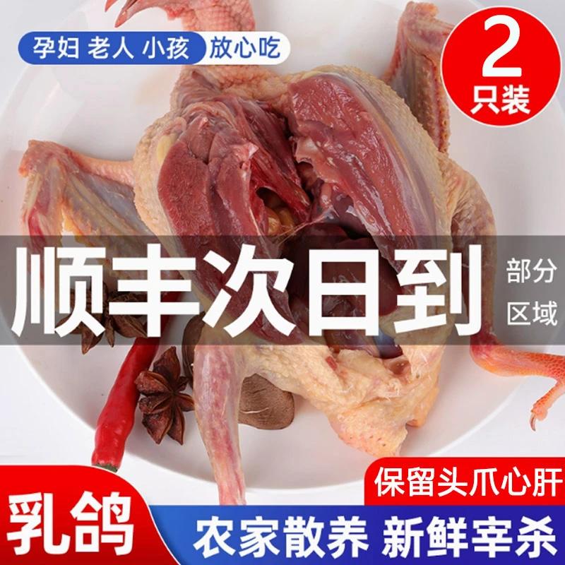 新鲜鸽子肉乳鸽老鸽子农家散养现杀现发冷冻土鸽子肉鸽生鲜炖汤