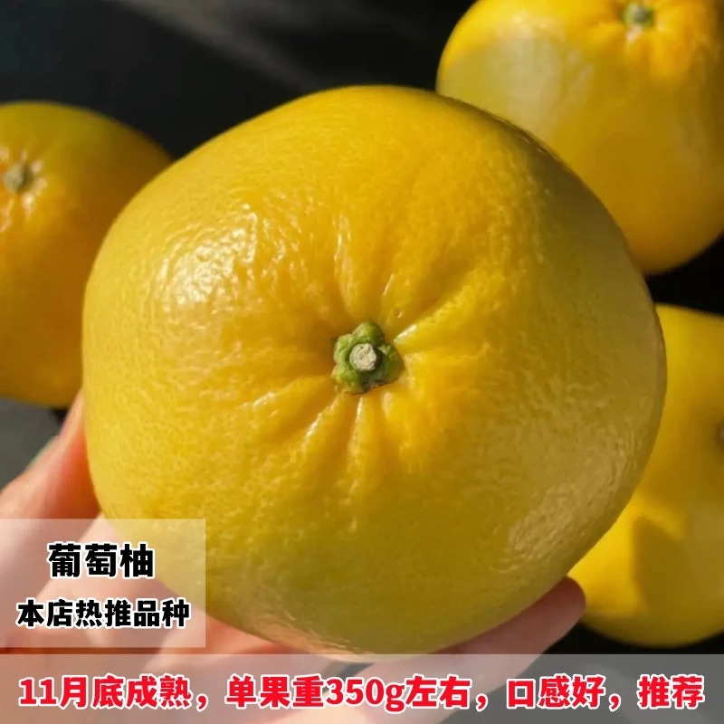 台湾甜葡萄柚苗黄心西柚苗 嫁接鸡尾葡萄柚子苗 黄金葡萄柚子树苗