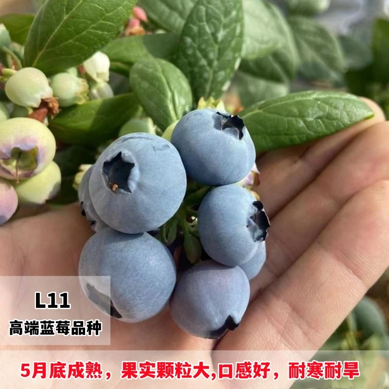 蓝莓苗南北方地栽新品种L11蓝莓树果苗阳台盆栽四季组培当年结果