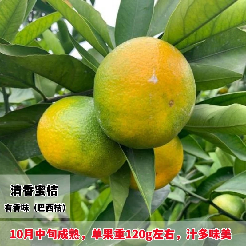 广西清香蜜桔砂糖橘树苗果树果苗当年结果南方北方果树苗桔子树苗