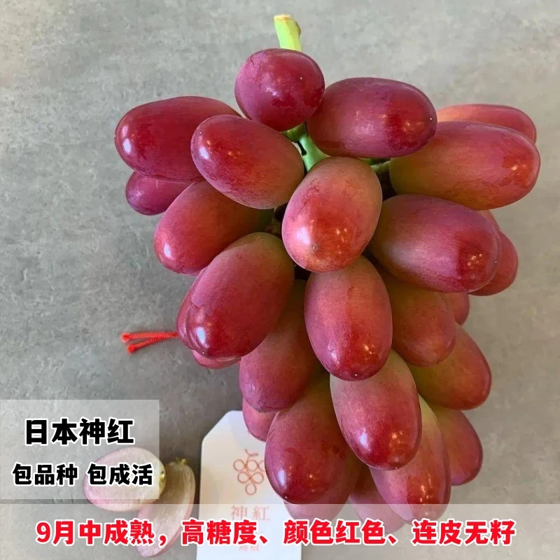 嫁接进口日本神红葡萄苗盆栽地栽葡萄树苗南方北方种植当年结果