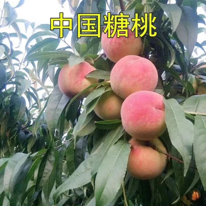 嫁接桃树苗 中国糖桃树苗 糖桃苗 甜桃王含糖量高 当年结果苗
