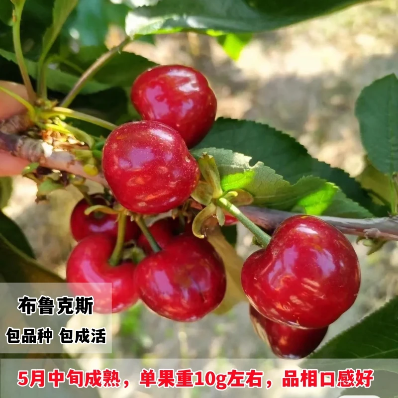 果树苗布鲁克斯樱桃树苗嫁接车厘子大樱桃苗大红灯樱桃树当年结果