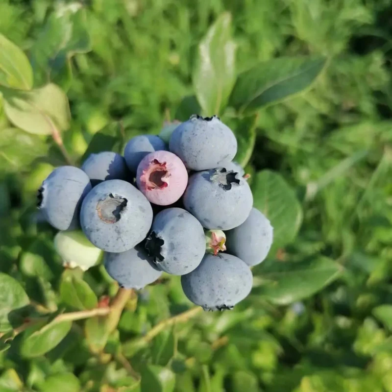 蓝莓树果苗蓝莓苗盆栽地栽蓝莓苗果苗带大果南北方种植果树苗包活