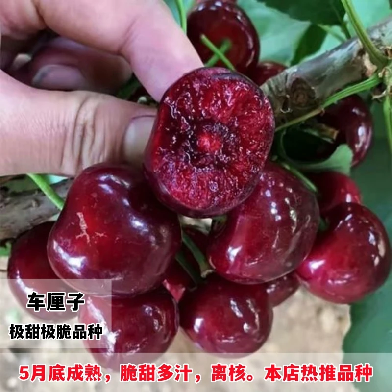 樱桃树苖车厘子树苗南方北方种植特大樱桃果树苗矮化盆栽当年结果