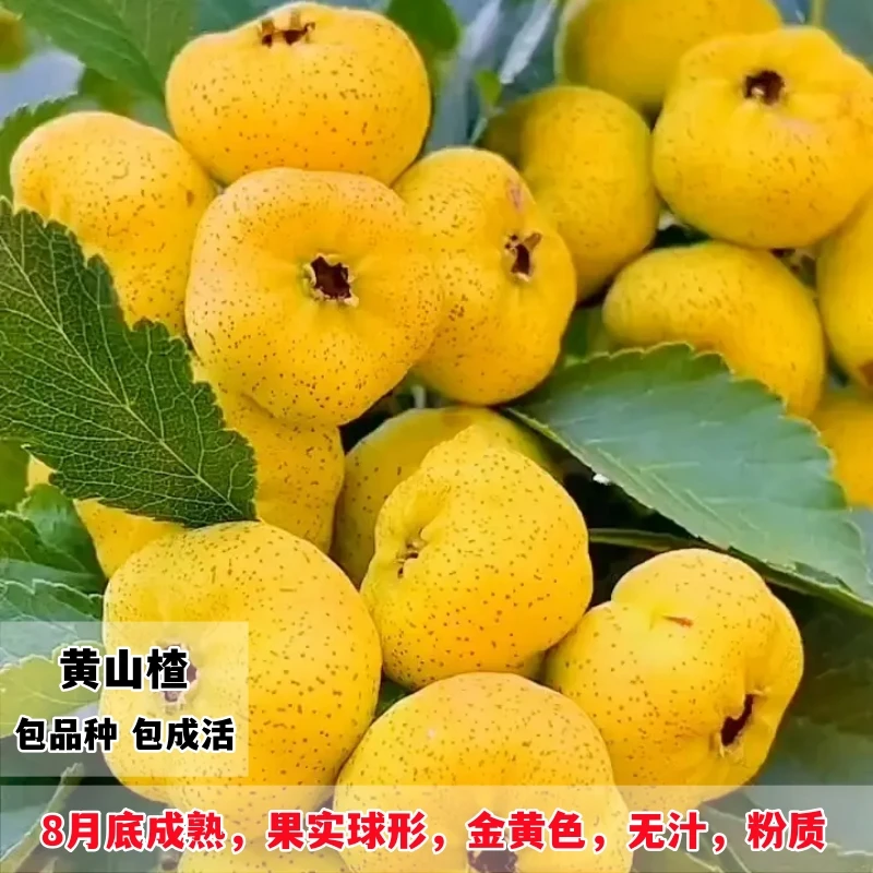 嫁接黄果山楂树苗南方北方种植黄山楂树盆栽地栽黄金山楂当年结果