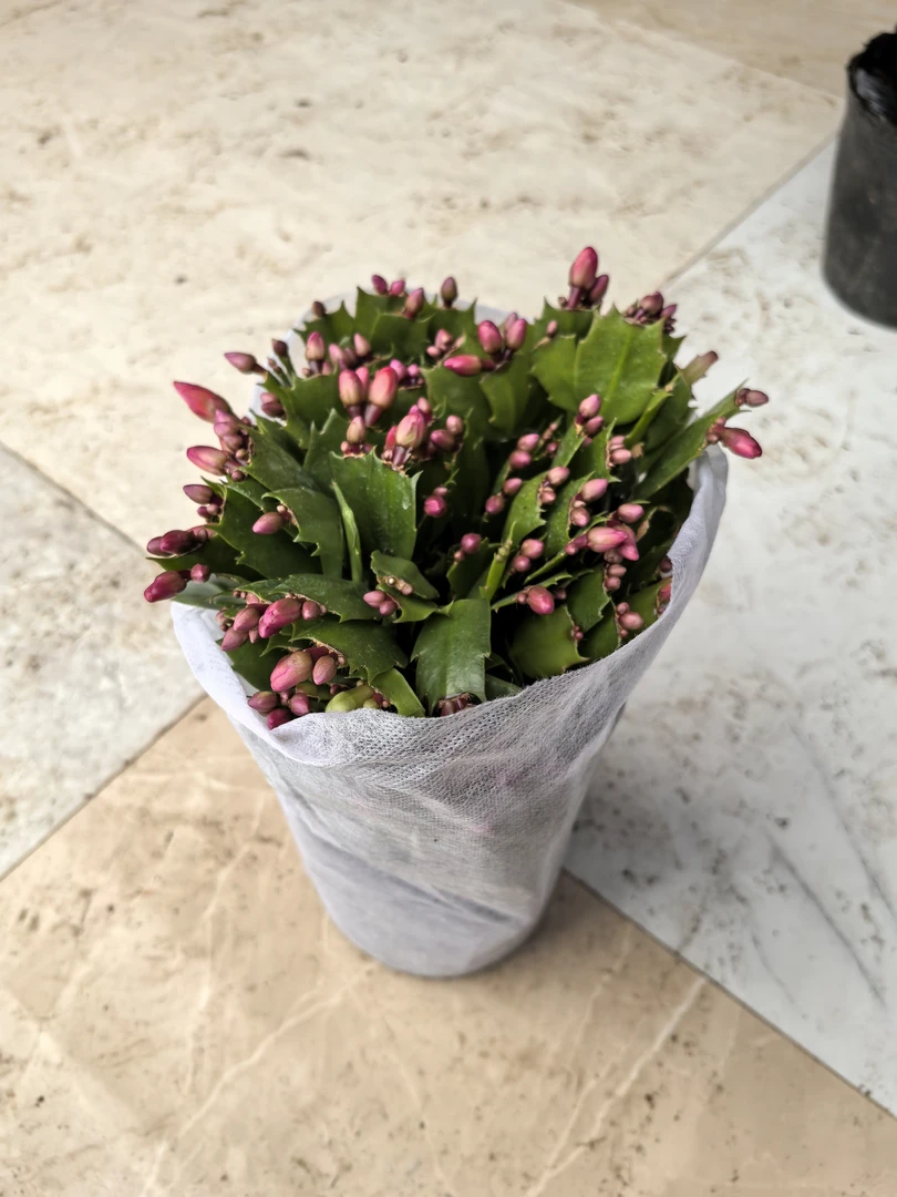 满花苞蟹爪莲160