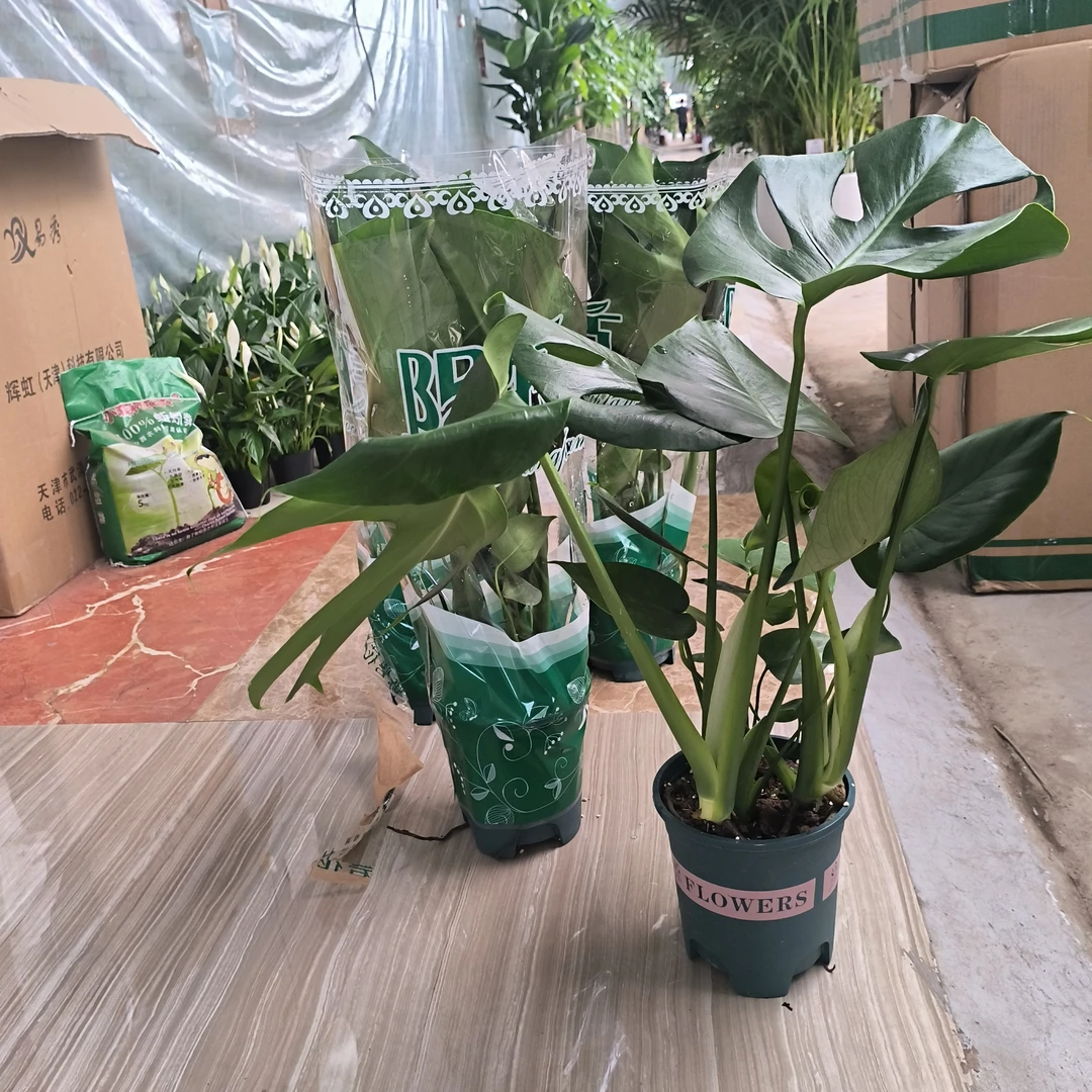 龟背竹开背绿植盆栽高度50公分左右观叶植物