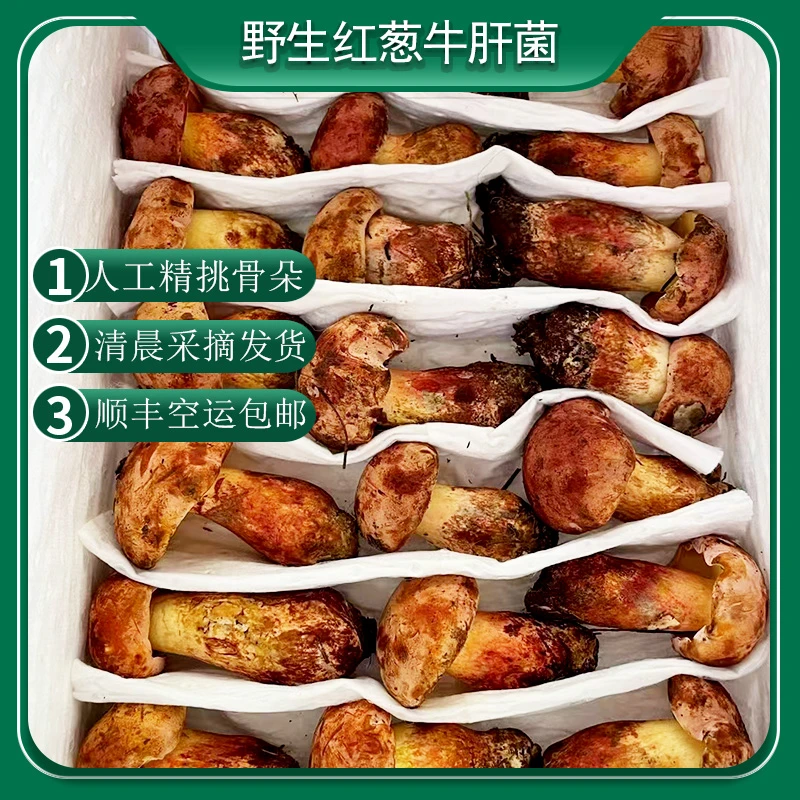 云南野生食用菌新鲜红牛肝菌500g-1000g干椒爆炒青椒素炒菌菇食材