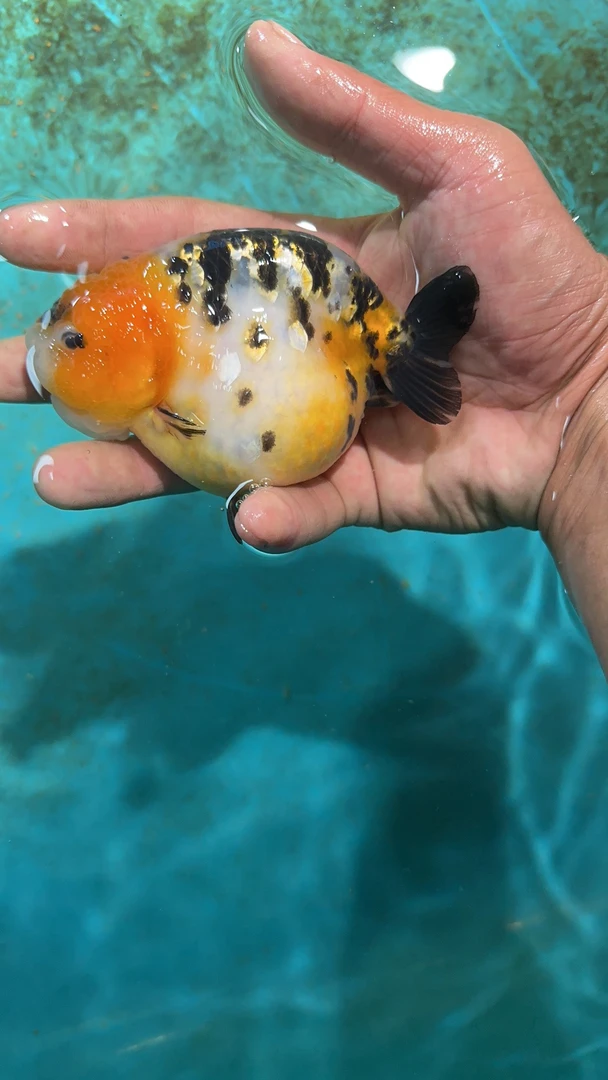 亚成兰寿各类花色