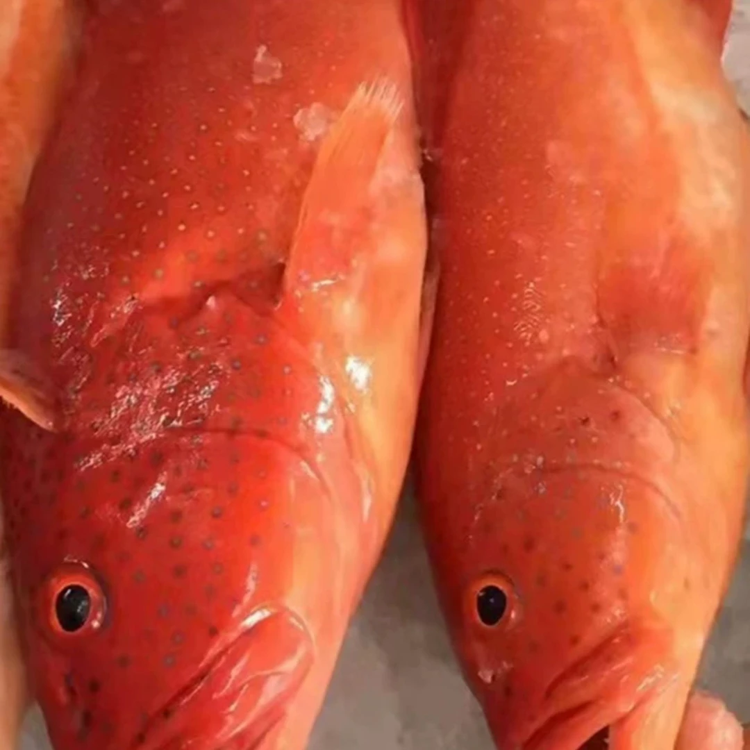 南海燕尾东星斑石斑鱼