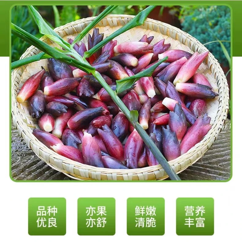洋荷姜洋荷新鲜2斤包邮精选