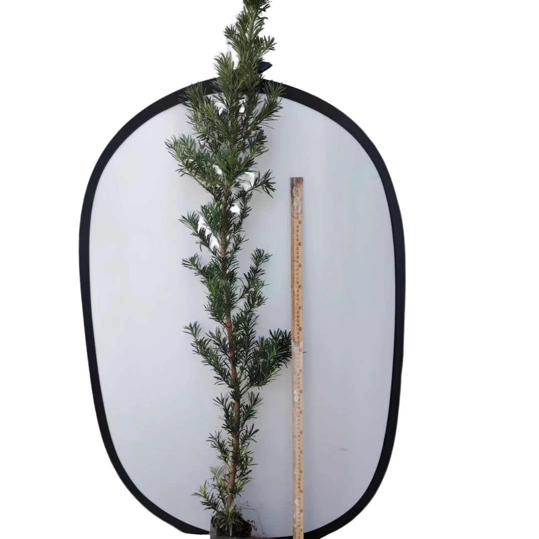 南通雀舌1米-1.5米高小苗（一物一拍）