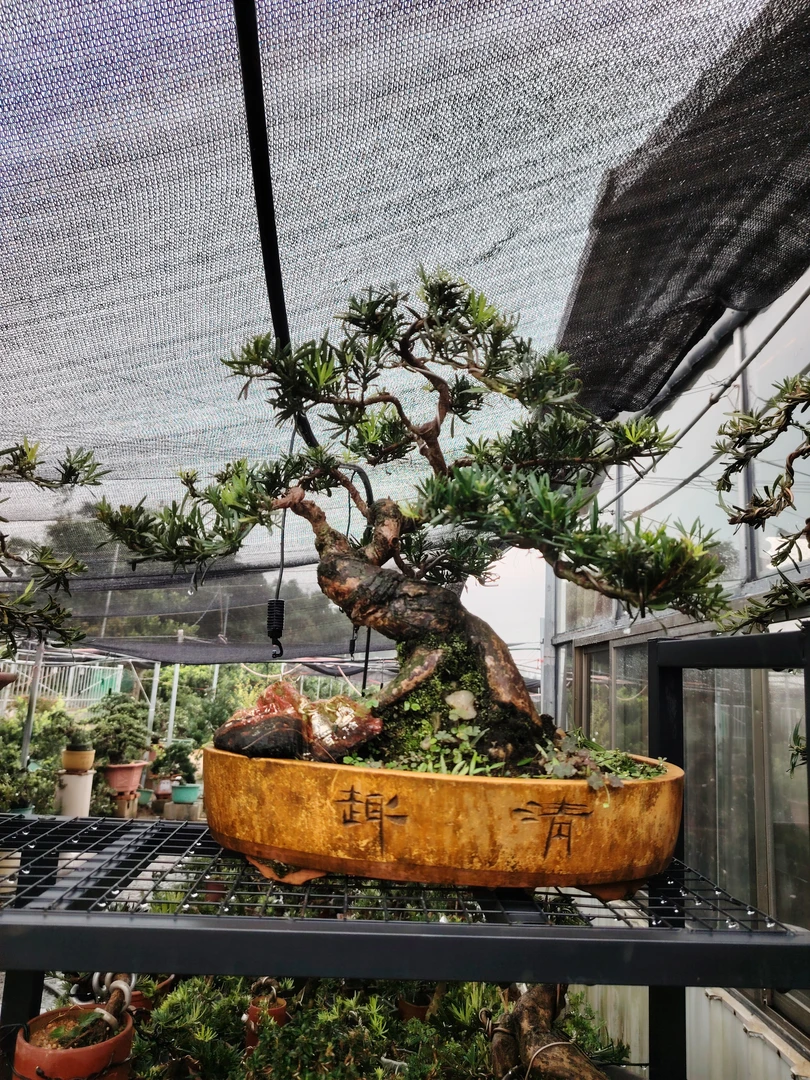 南通雀舌盆景绿植一物一拍