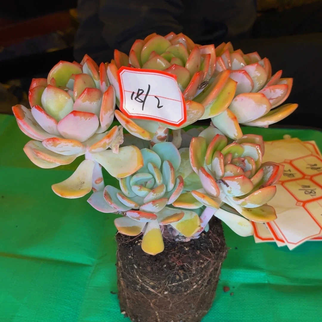 18-2号白月光群生多肉