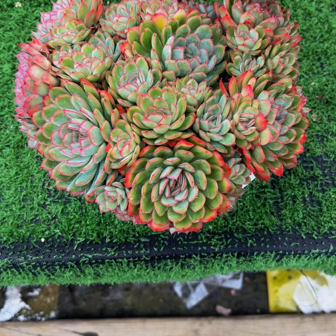 小姐姐的多肉杂交群生