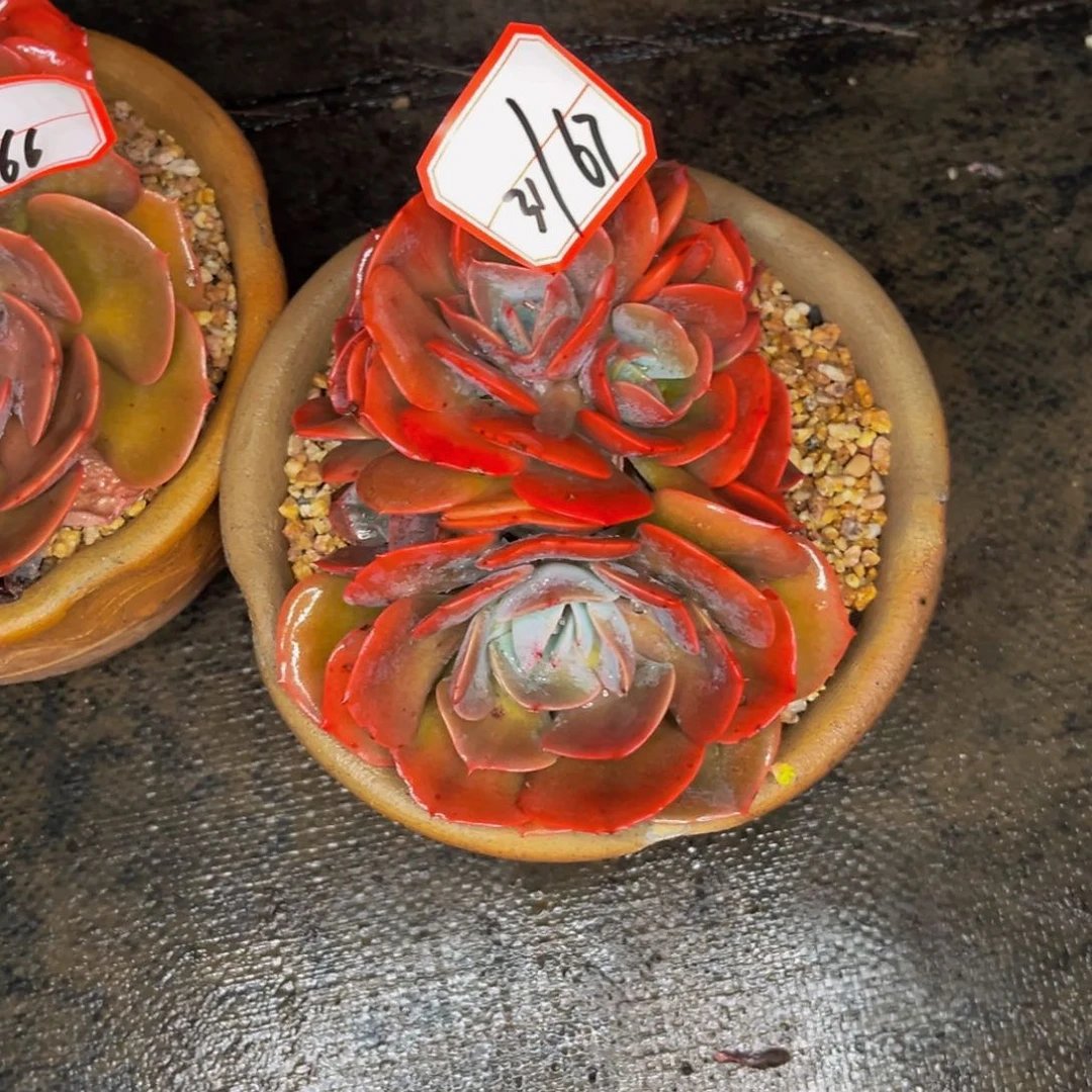 31+67号尘埃玫瑰朵朵缀