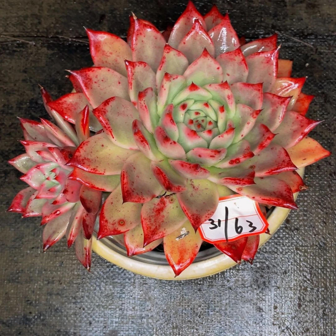 31-63号卡系列杂交