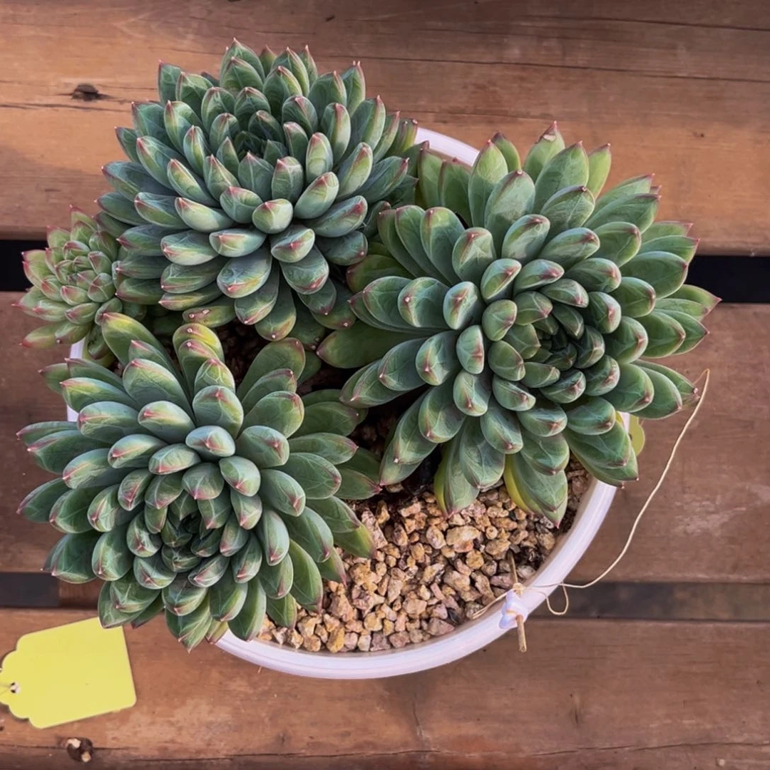 小姐姐的星际迷航