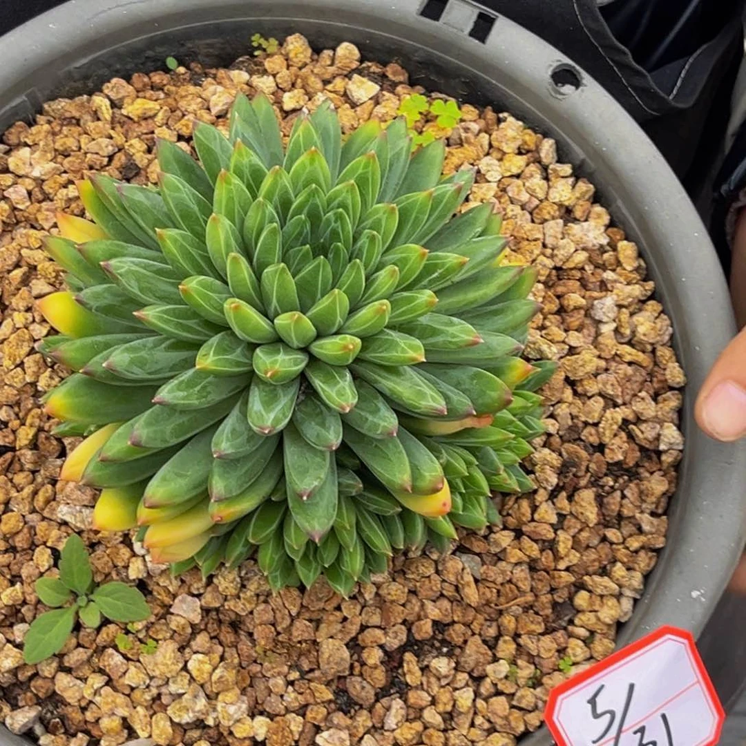 5-31号上午钻石翡翠多肉