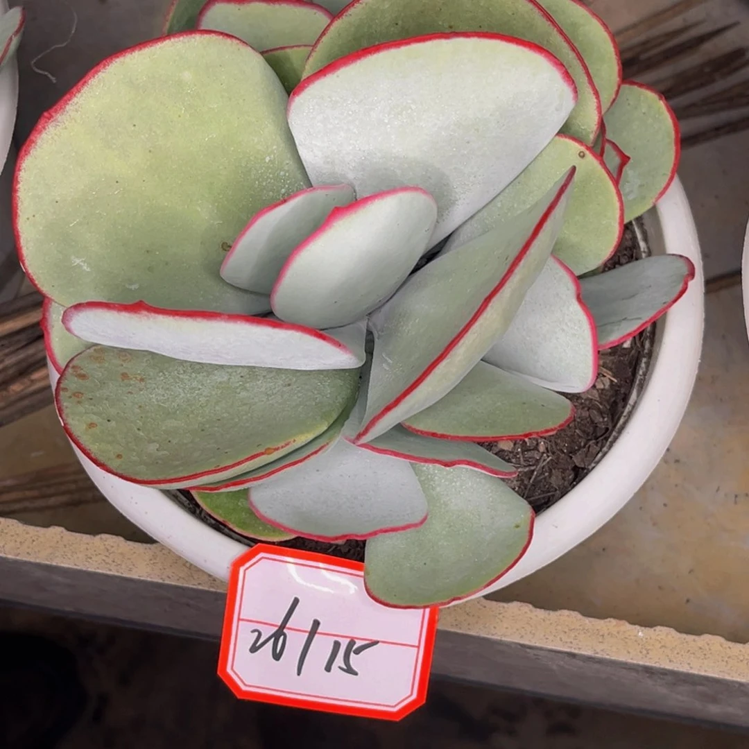 海*26-15号白眉群生多肉