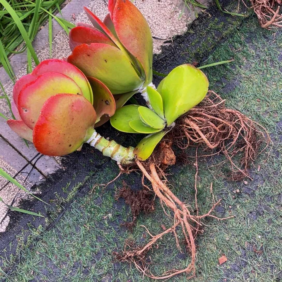 小姐姐的唐印群生多肉