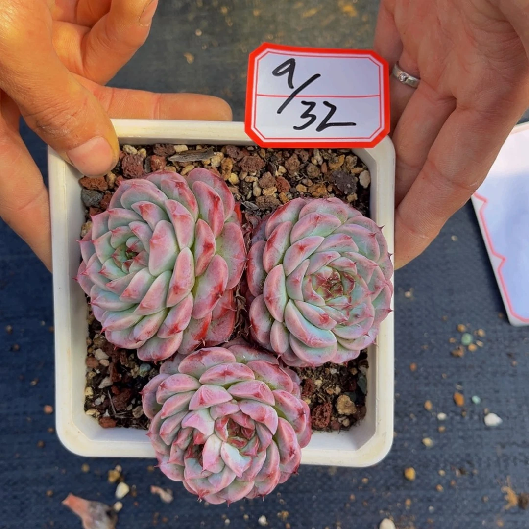 9-32号上午天鹅绒