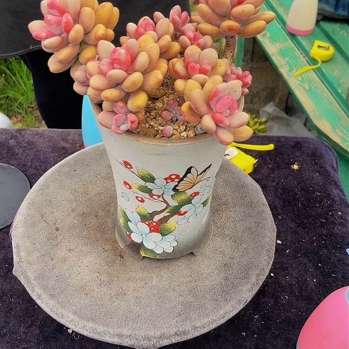 3-59下午桃蛋多肉