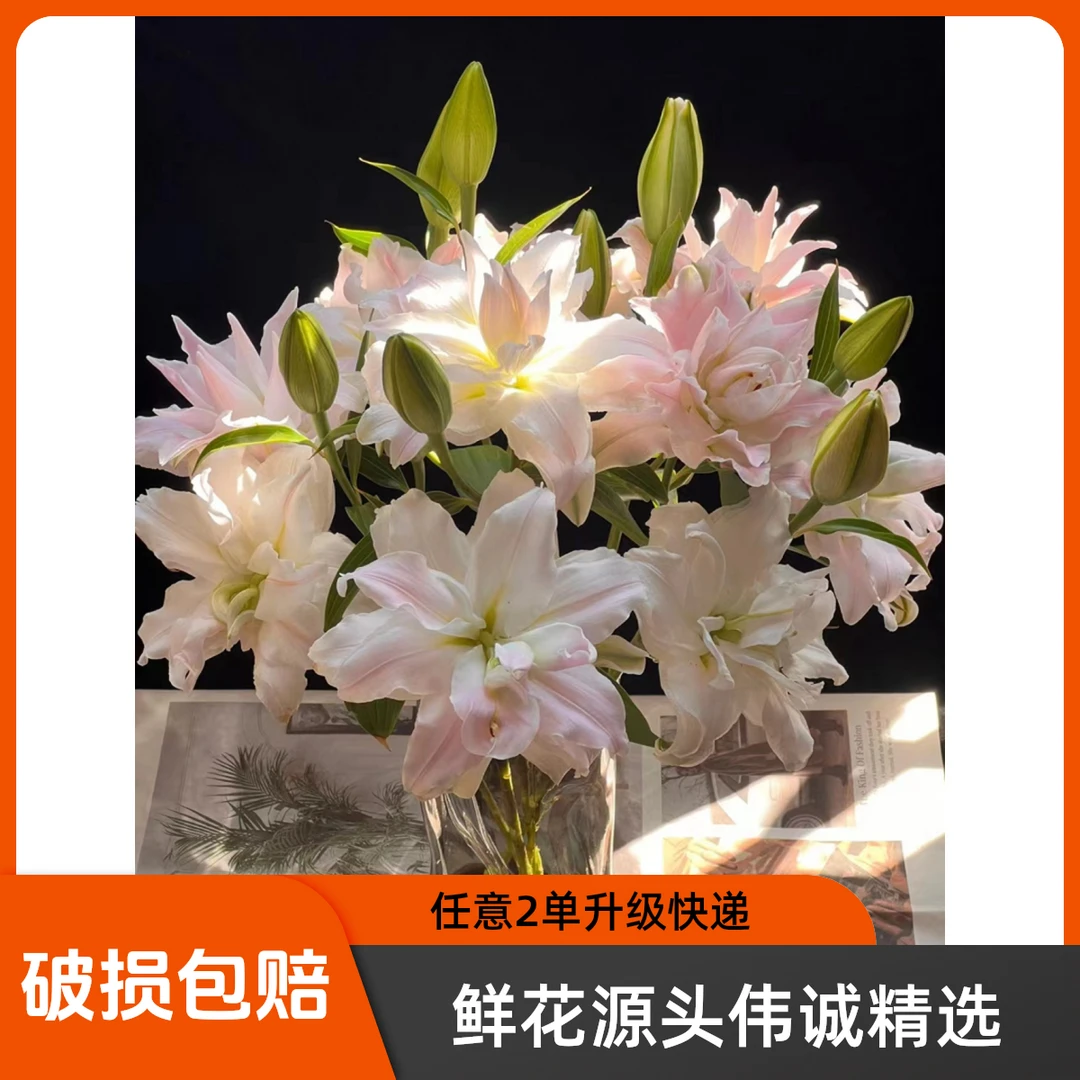 【伟诚优选】女神重瓣百合 任意2单升级顺丰冷链或德邦