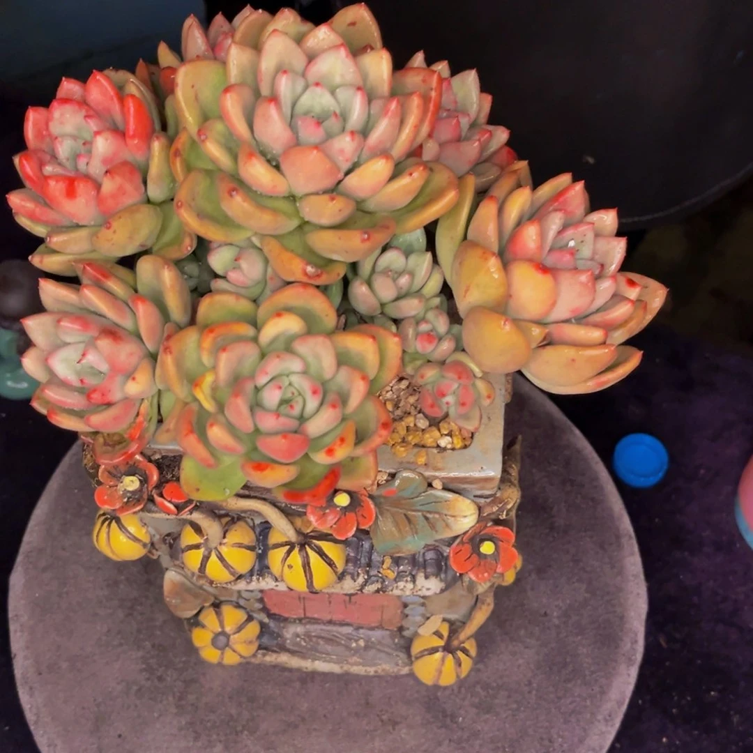 小姐姐的多肉鳄梨