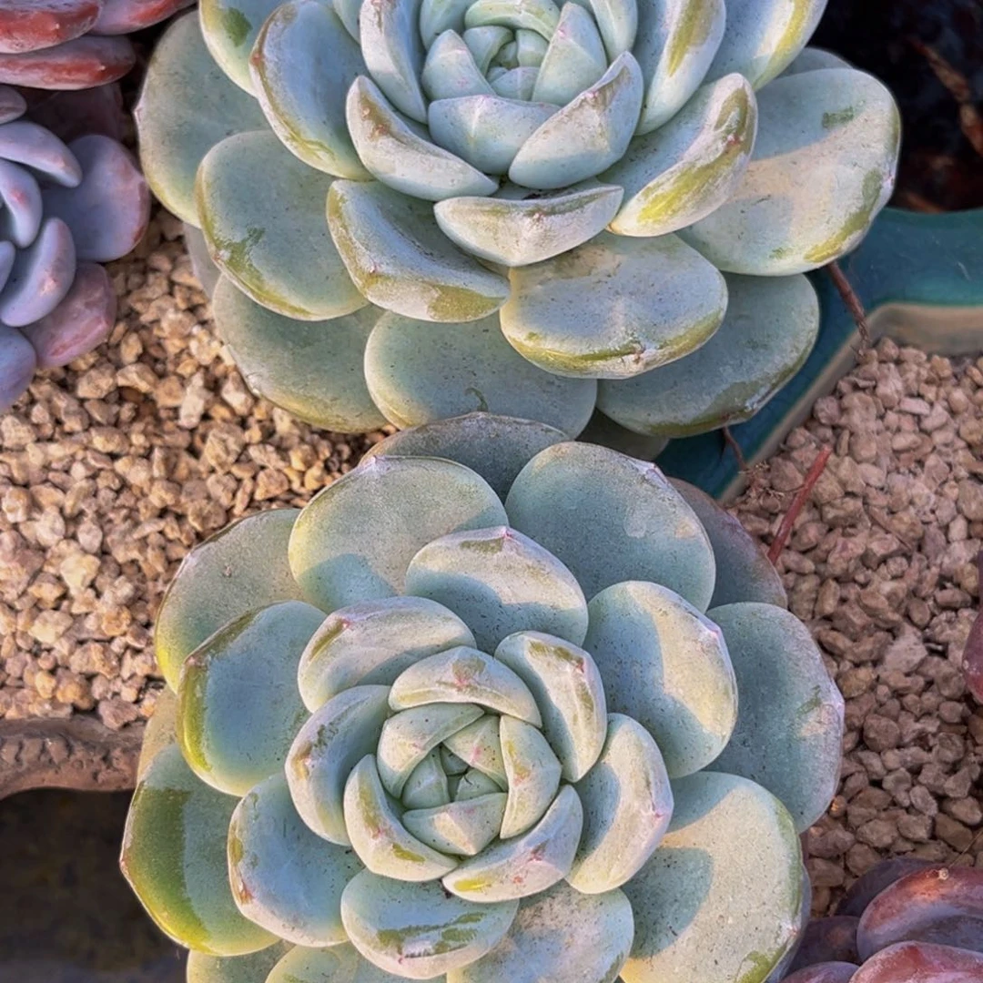 小姐姐的冰玉单头多肉