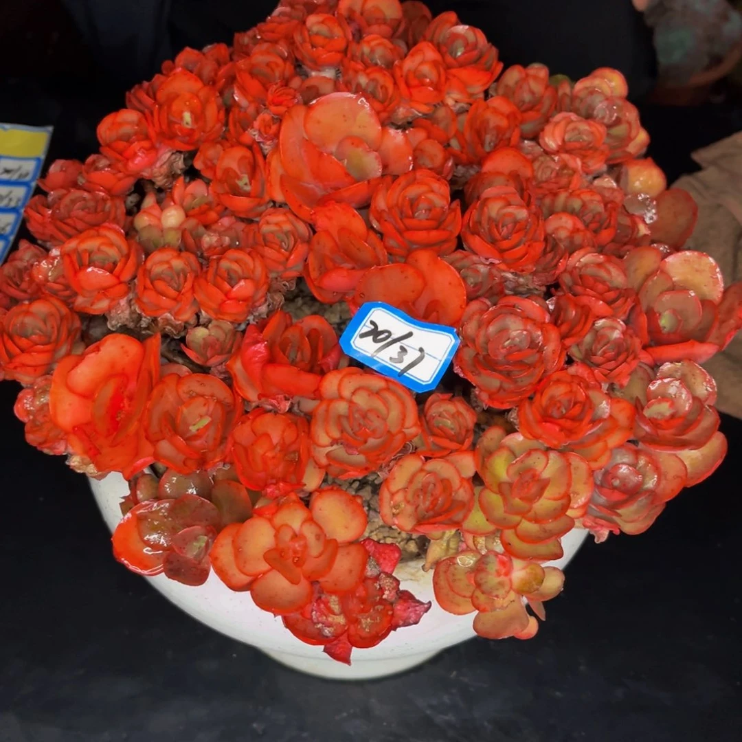 20-37号大号群生多肉岫岩