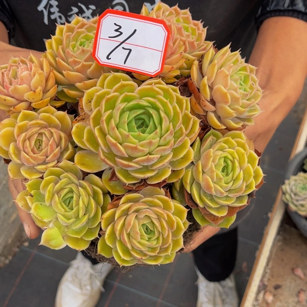 3-7号上午昂斯诺群生