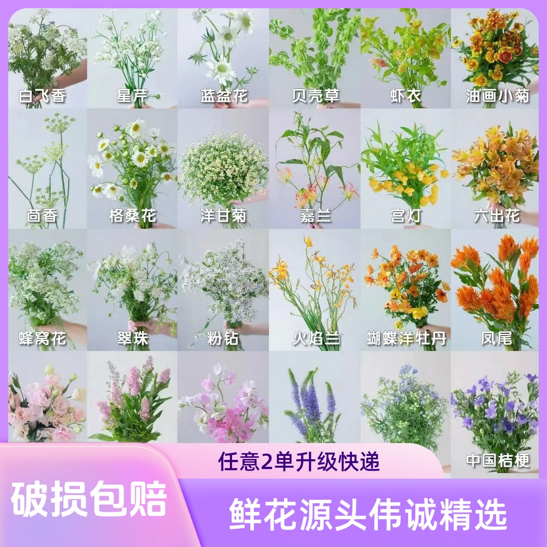【伟诚优选】云南草花桔梗  任意2单升级顺丰冷链或德邦