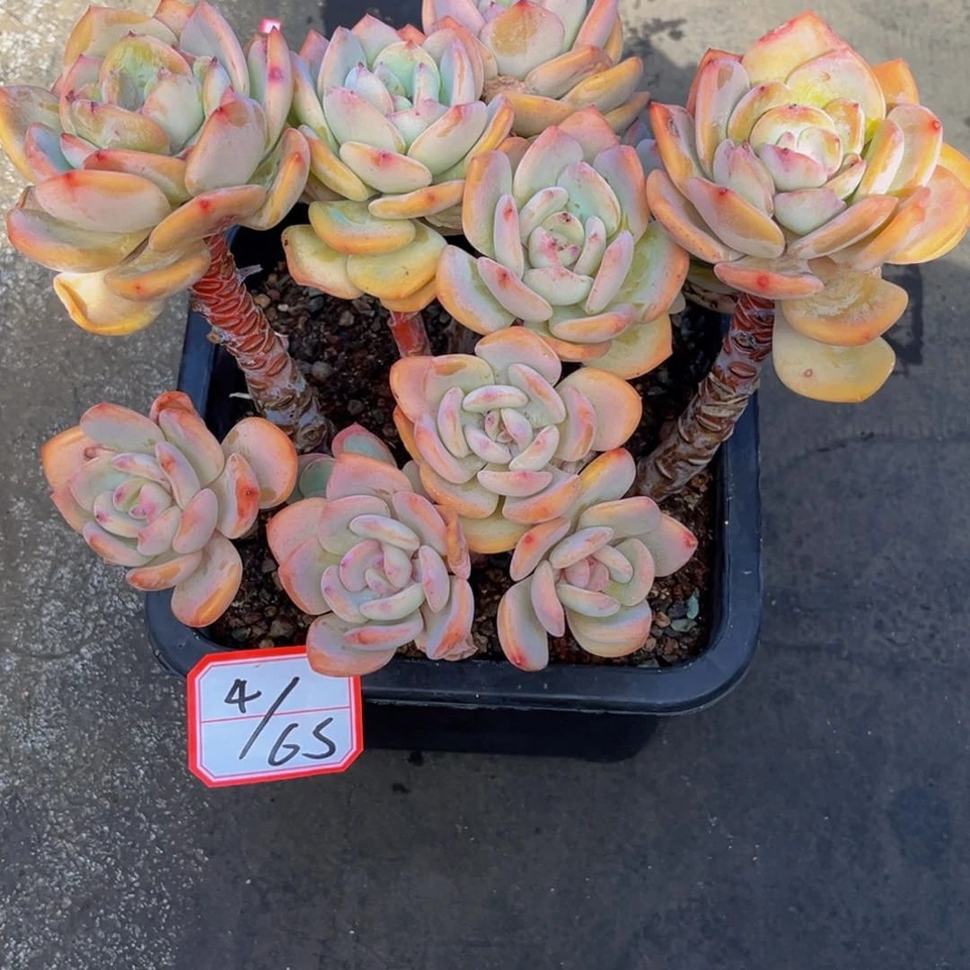 4-65号上午白月光群生